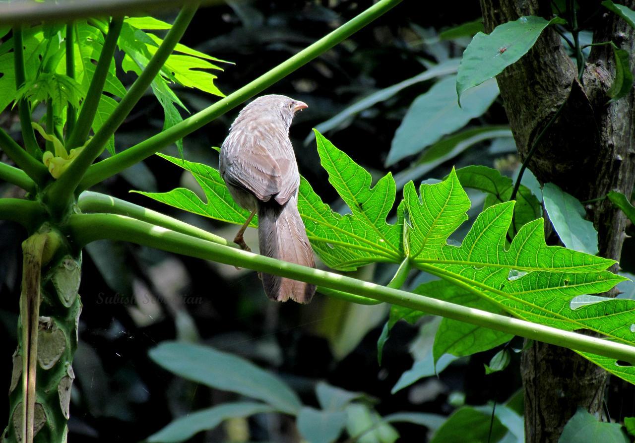 Monsoon Retreats Ecostay- Treehouse Теккади Экстерьер фото